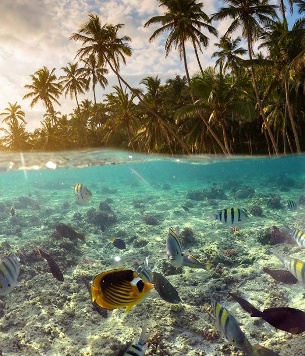 underwater-scene-with-reef-and-tropical-fish-small.jpg